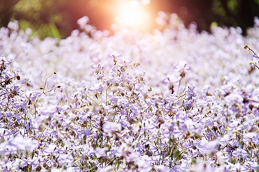 Sweet purple flower in the field with lens flare effect, soft focus, blur, sweet purple flower background, Crested Serpent sweet purple flower field at Saksupha resort, Na Di district of Prachinburi