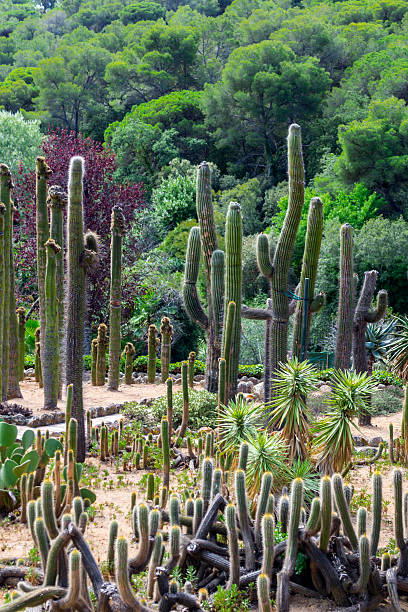 istock Cactus garden in the Lloret de mar 617743176