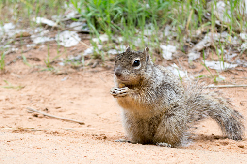 Rock squirrel at Zion National Park Utah