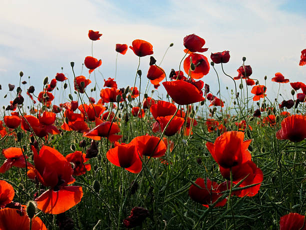 istock Poppies in the spring field in sunny day 617743656