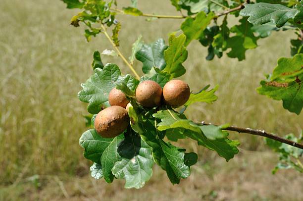 オークスタイル - leaf gall ストックフォトと画像