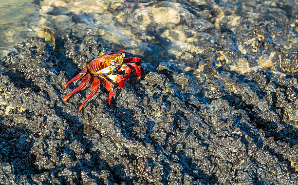 istock Anaimals of the Galapagos 617744912