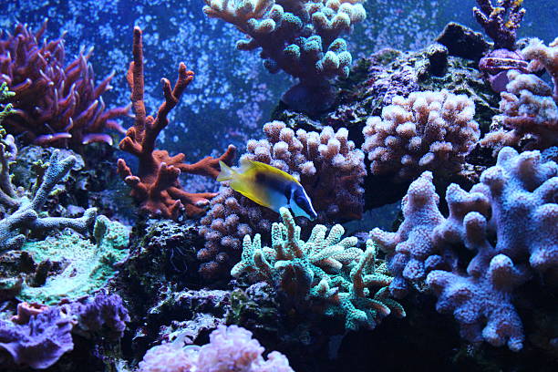 Foxface Rabbitfsih swim around corals Marine fish swim aroun coral reef coral gorgonian coral hydra reef stock pictures, royalty-free photos & images