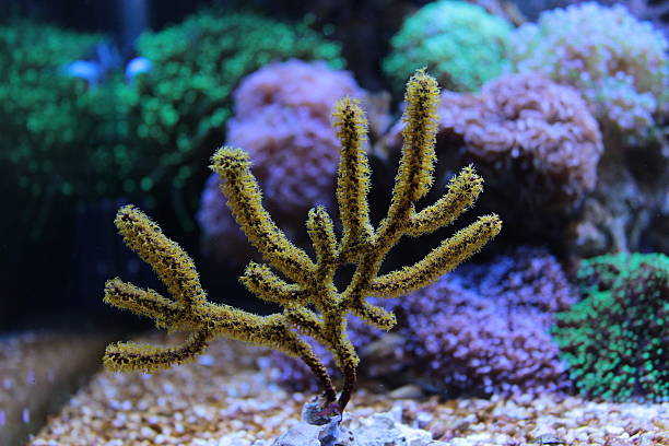 Amazing Colorful Gorgonian Coral Yellow Gorgonian coral coral gorgonian coral hydra reef stock pictures, royalty-free photos & images