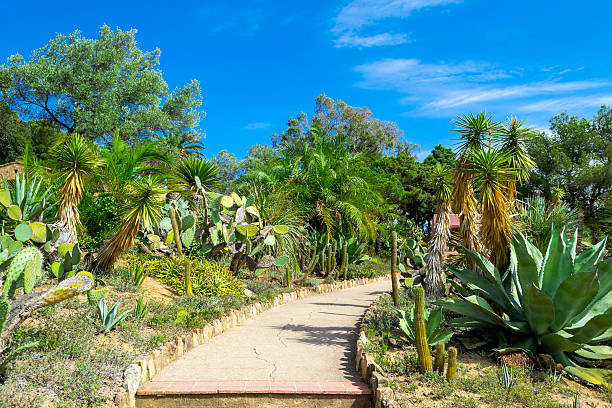 istock Cactus garden in the Lloret de mar 617745280