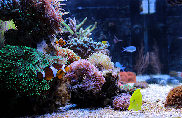Coral reef aquarium tank Amazing side view of coral reef aquarium tank coral gorgonian coral hydra reef stock pictures, royalty-free photos & images