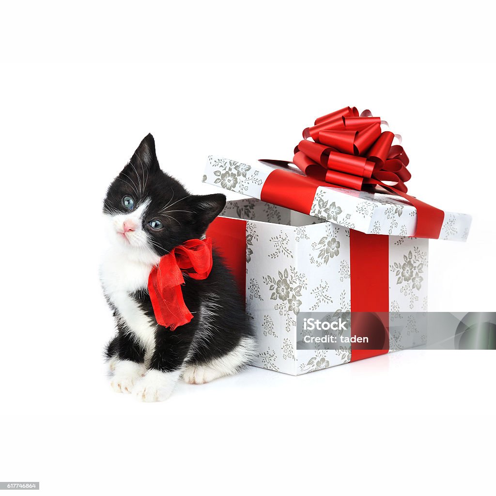 small cute kitten small cute kitten near gift box Birthday Stock Photo