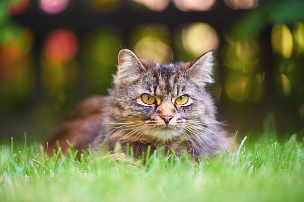 istock Brown Domestic Cat 617747440
