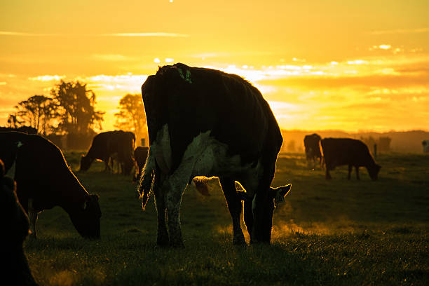istock Sunset with cows on the pasture 617748118