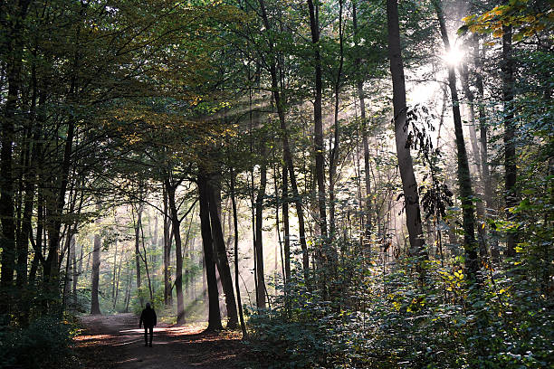 istock person taking a walk through mystic forest in fall 617748728