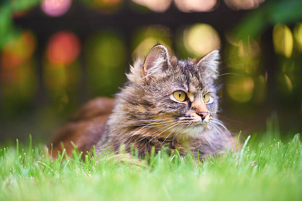 istock Domestic Cat Looking away 617749300