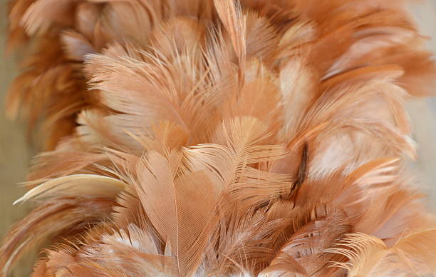 istock chicken feather dusting wood texture and background 617749454