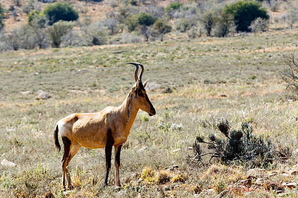 istock The side view of the Red Hartebeest 617749630