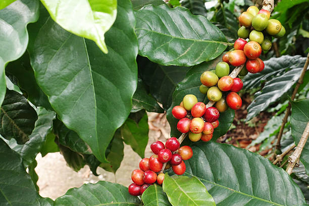 istock Coffee beans ripening 617750172