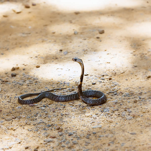 cobra cobra-rei. - snake cobra egyptian cobra poisonous organism imagens e fotografias de stock