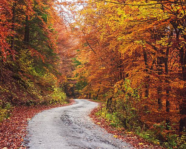 istock Pathway in the Autumn Forest, Slovakia 617753504