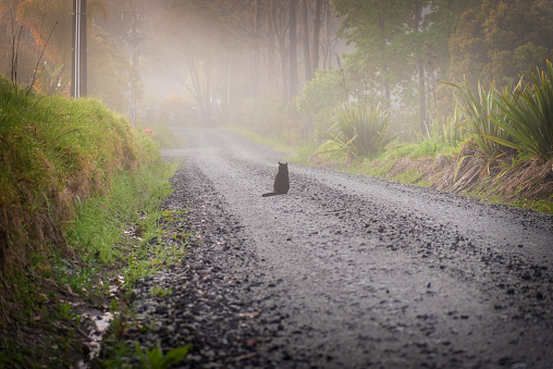 A black cat sitting on the road