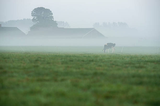 istock Grazing cow on farmland in the mist. 617754324