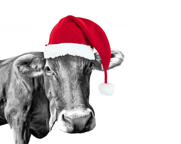 istock Black and white cow on white with a Santa hat 617754450