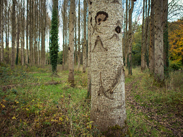 istock Autumn poplar tree forest,Northern Ireland 617754910