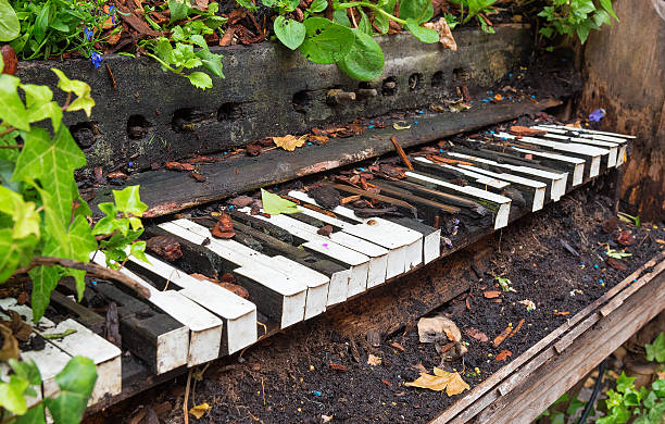 istock Old piano left to become overgrown with plants and vegetation 617755428
