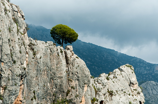 Lonely Pine Tree growing from rocks, Spain