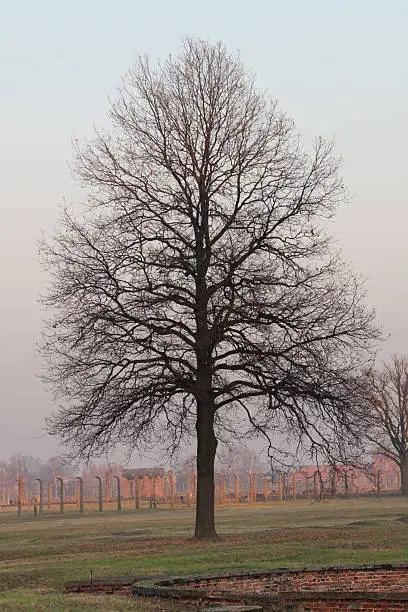 A photograph of a bare tree in winter taken at the concentration camp Birkenau