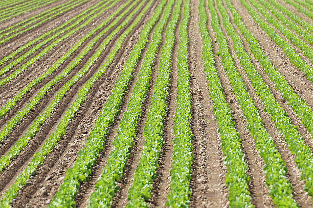 istock Field of salad 617760780