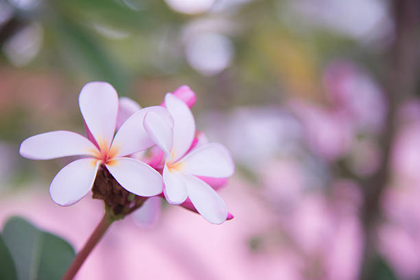 frangipana flores - frangipannis imagens e fotografias de stock