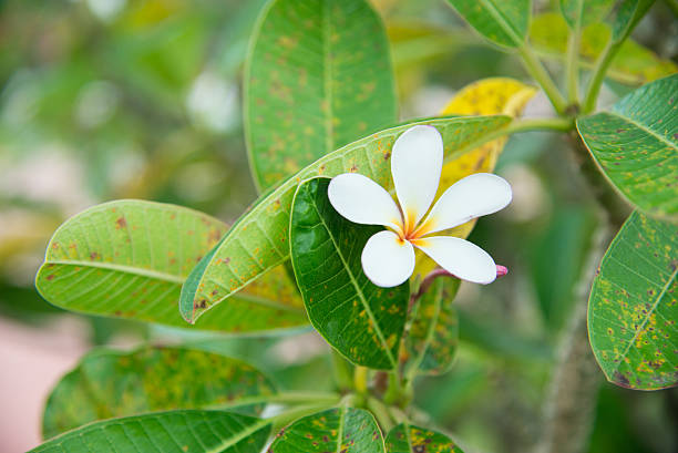 frangipana flores - frangipannis imagens e fotografias de stock