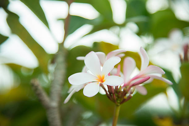 frangipana flores - frangipannis imagens e fotografias de stock