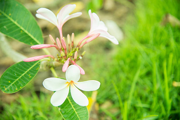 frangipana flores - frangipannis imagens e fotografias de stock