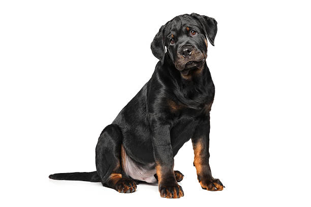 istock Rottweiler puppy on white 617763772