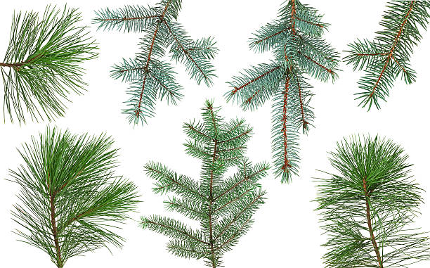 istock Christmas tree branch isolated on white background 617763800