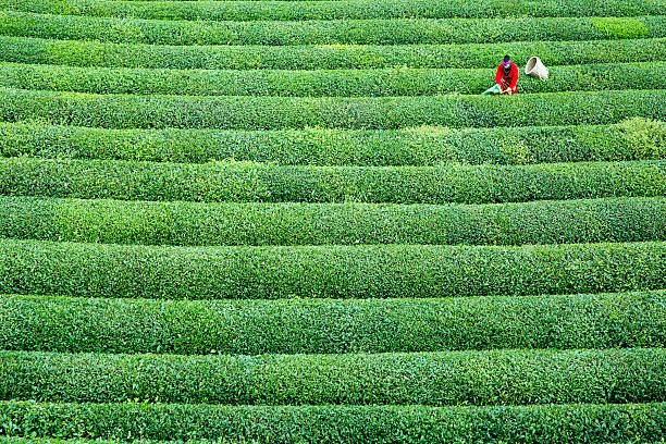 istock women collecting green tea 617764006