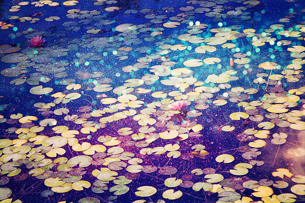 istock Abstract and dreamy image of water lilies on the pond 617765722