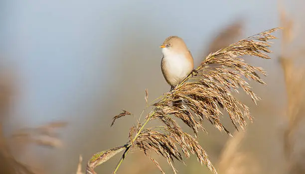 bearded tit - panurus biarmicus