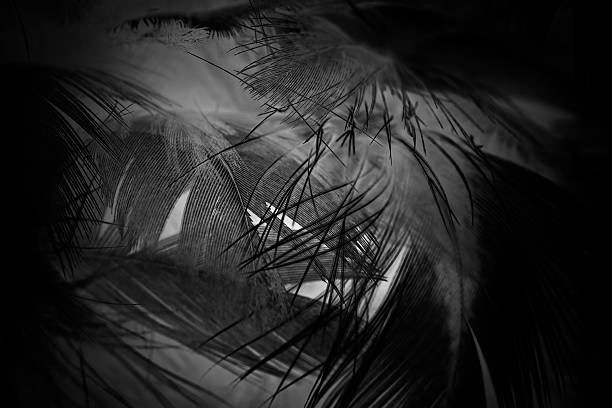 istock Black and white vintage color trends chicken feather texture background 617765982