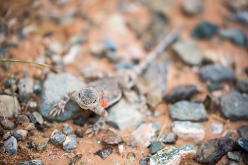 A Tuva Toad-Head Agama (Phrynocephalus versicolor), a small lizard with a distinctive red spot on it's body, in the Flaming Cliffs area (Bayanzag).
