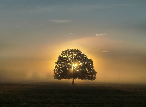 istock Country morning background tree silhouette at sunrise 617767004