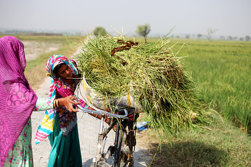 Rural village women working in the field and putting silage on bicycle for use as animal fodder. 
