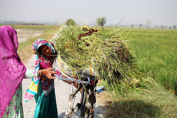 Female Farmer Working In The Field stock photo