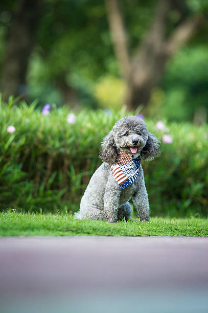 istock Poodles playing in the grass 617767926