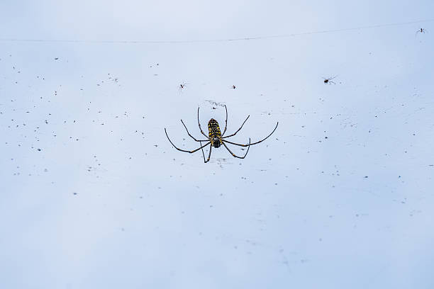 istock spider in the garden with blue sky 617768106