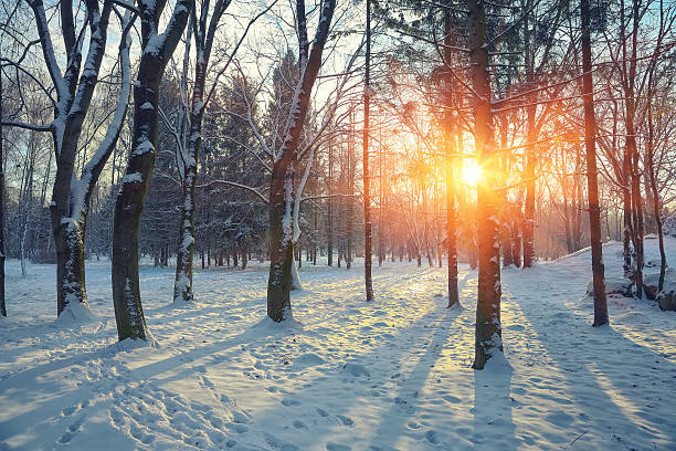 istock Beautiful winter sunset with trees in the snow. 617768356
