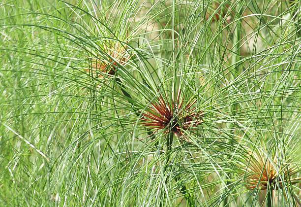 papyrus bushes standing together papyrus bushes standing together knurl stock pictures, royalty-free photos & images