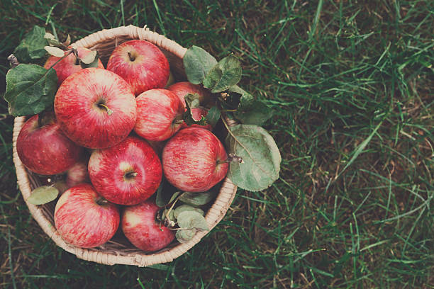 istock Basket with apples harvest on grass in garden, top view 617769242