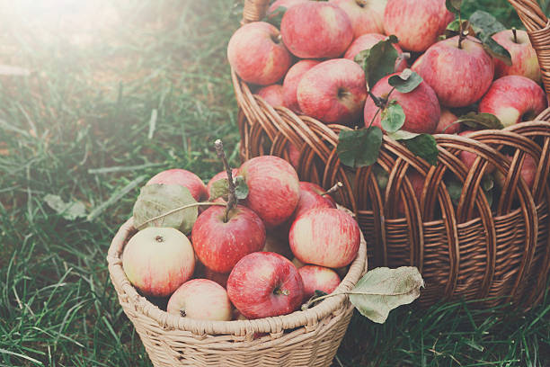 istock Baskets with apples harvest in fall garden 617769330