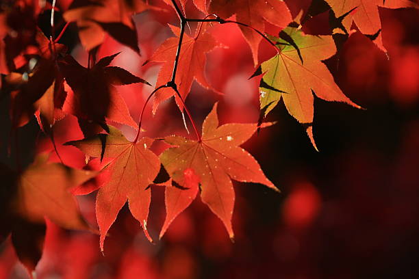 istock Fall. Autumn at Yasehieizanguchi 617769918