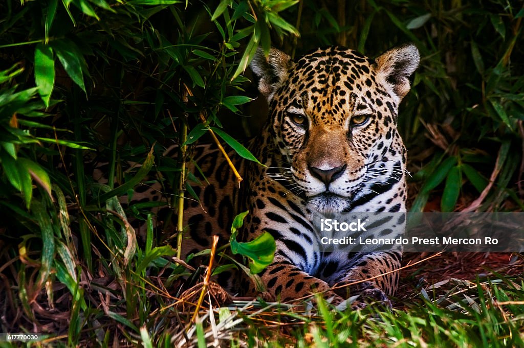 Jaguar (Panthera onca) A jaguar rests in a bush. Jaguar - Cat Stock Photo